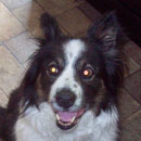 Daisy was adopted in July, 2009